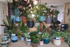 Succulents, Soil, and Zero Stress: Our Team Night with the Queen of Green