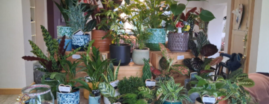 Succulents, Soil, and Zero Stress: Our Team Night with the Queen of Green