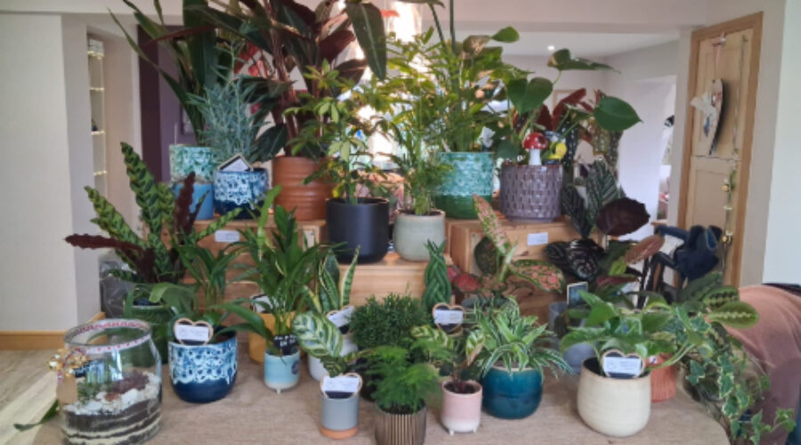 Succulents, Soil, and Zero Stress: Our Team Night with the Queen of Green