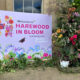 Community in Bloom: Seeing Our Flowers at Harewood House